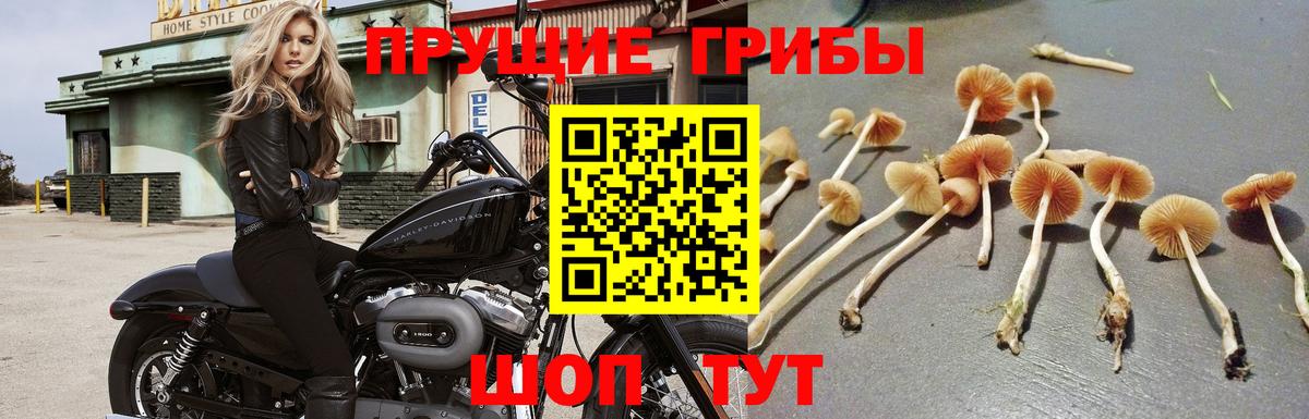 Галлюциногенные грибы прущие грибы  Галлюциногенные грибы мицелий  Карталы  Вход с VPN 